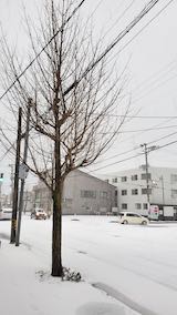 20250318_063647外の様子朝雪模様1” hspace=