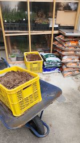 20250417_144456鉢植えハーブの土入替え準備2” hspace=