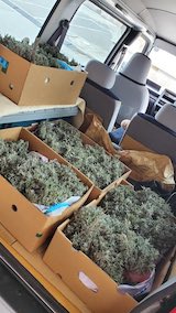 20250424_090909ラベンダーの苗木1” hspace=