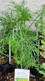 20250411_130413フェンネルフローレンス” hspace=