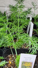 20250411_130445フェンネルスィート” hspace=