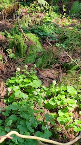 20250417_094442山の様子山わさび” hspace=