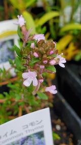 20250418_135848ハーブ”苗タイム” hspace=