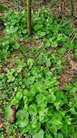 20250415_111014山ワサビ” hspace=