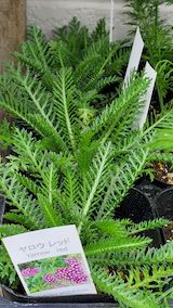 20250411_130438ヤロウレッド” hspace=