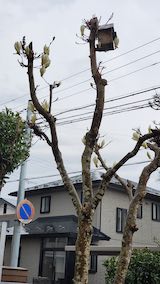 20250418_124530外の様子モクレンの花” hspace=