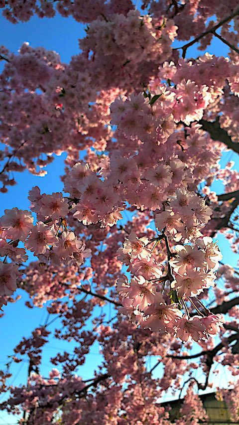 20250422_065339ȬŹȻ޿3 hspace=