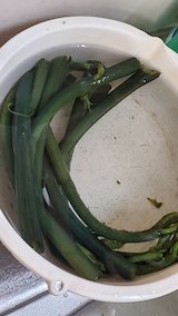 20250420_122117わらび” hspace=