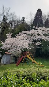 20250419_150037横森にある公演の桜” hspace=