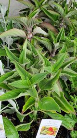 20250411_125729セージパイナップル” hspace=