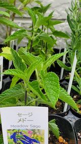 20250411_130533メドーセージ” hspace=