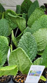 20250411_130151ボリジ” hspace=