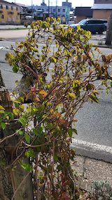 20250416_145920外の様子あけび” hspace=