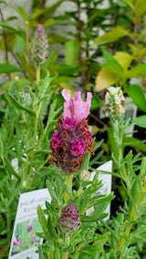 20250418_135744ハーブ苗ラベンダーフレンチ” hspace=