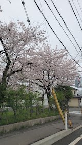 20250420_154236小学校前の桜” hspace=