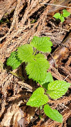 20250417_094721山の様子山菜アイコ” hspace=