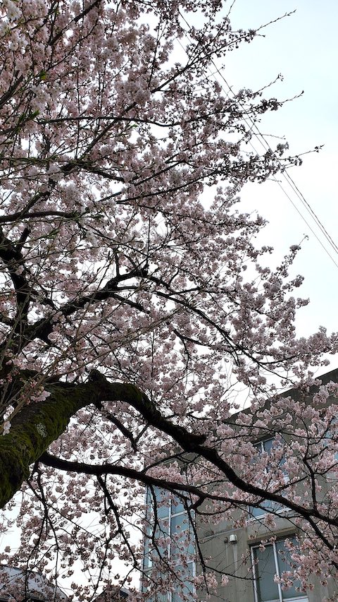 20250419_152009᤯κβ3 hspace=