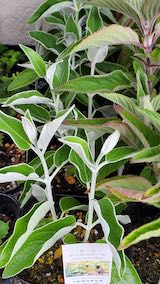 20250411_125716セージディスコロール” hspace=