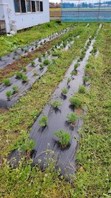 20250424_105502ラベンダーの苗木配達3” hspace=