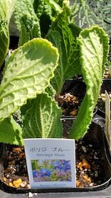 20260424_115049ボリジ hspace=