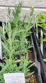 20250411_130258ストエカスアルバ” hspace=