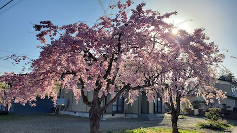 20250422_065248ȬŹȻ޿2 hspace=