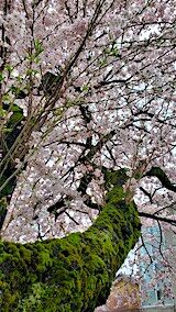 20250420_162217満開の桜5” hspace=