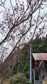 20250415_115158山の出入り口花梅” hspace=