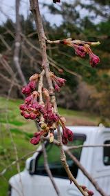 20250415_112536八重紅枝垂れ桜のつぼみ” hspace=