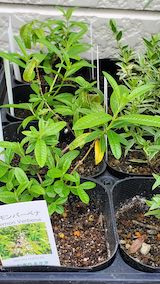 20250411_130251レモンバーベナ” hspace=