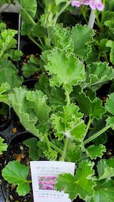 20250411_125755ゼラニウムジンジャー” hspace=