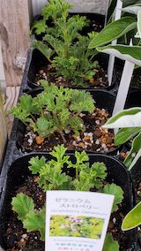 20250411_125651ゼラニウムストロベリー” hspace=