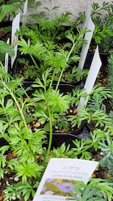 20250411_130132二ゲラ” hspace=