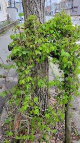 20250420_161944外の様子あけび” hspace=