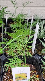 20250411_130452ディル” hspace=