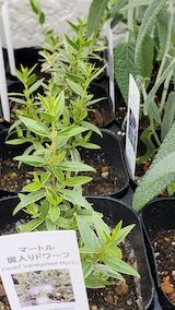 20250411_130244マートルふ入りドワーフ” hspace=