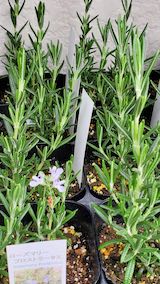 20250411_125933ローズマリープロストラータス” hspace=