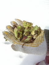 20060224ばっけ収穫