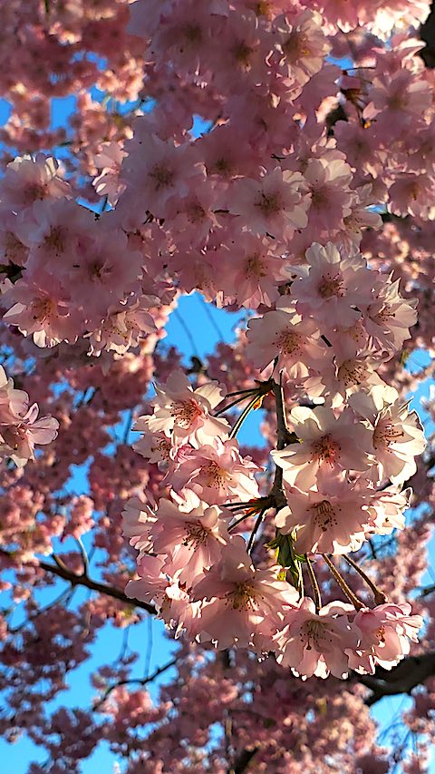 20250422_065359ȬŹȻ޿4 hspace=