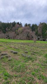 20250415_110851ラベンダー畑の様子” hspace=