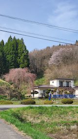 20250419_144831山からの帰り道枝垂れ桜と山桜の様子” hspace=