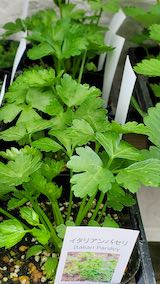 20250411_130510イタリアンパセリ” hspace=
