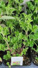 20250411_125741ゼラニウムシナモン” hspace=