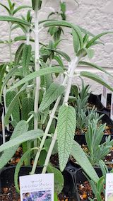 20250411_130237メキシカンブッシュセージ” hspace=