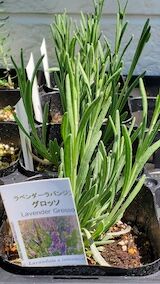 20260424_115116ラベンダーグロッソ” hspace=