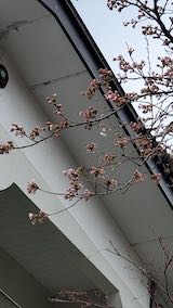 20250415_162746外の様子桜開花1” hspace=