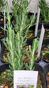 20250411_125924ローズマリーマジョルカピンク” hspace=