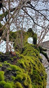 20250415_163212外の様子桜