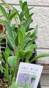 20250411_130603セージ” hspace=