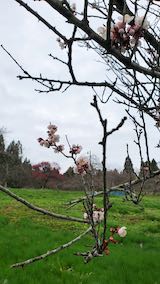 20250415_112706山の様子梅の花1” hspace=